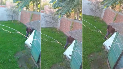 Un hombre golpeó a su perro y lo grabaron: terminó imputado y rescataron al animal