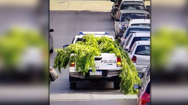un cogollomovil se paseo por ensenada tras incautar plantas de marihuana en una casa