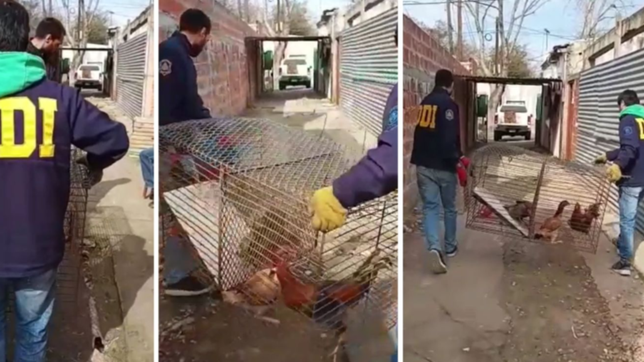 video: asi descubrieron la casa de la plata donde se hacian peleas de gallos clandestinas
