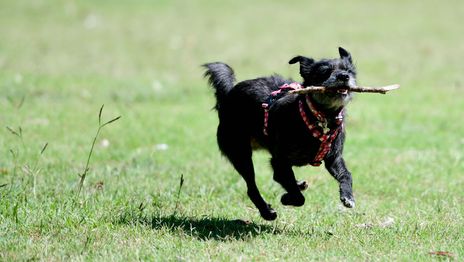 Ignacio Amiconi / AGLP Ignacio Amiconi / AGLP