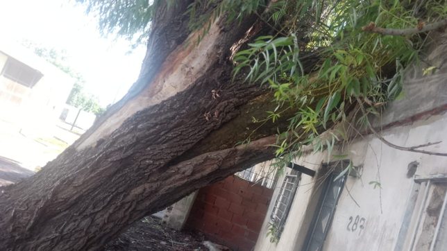 una familia de la plata esta a punto de perder su casa porque un arbol cayo encima