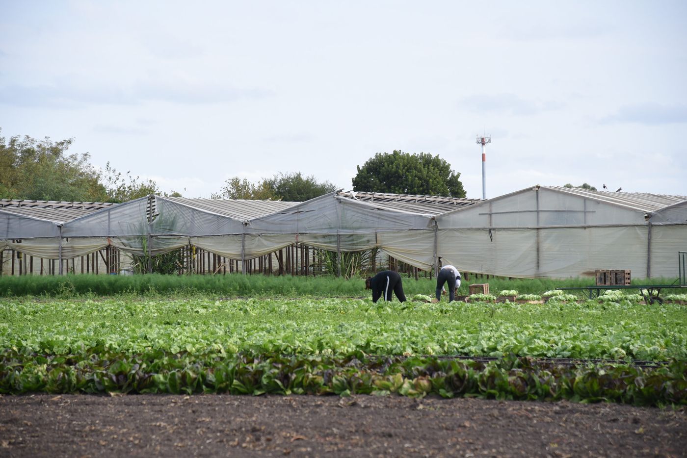 Cinturón frutihortícola hortícola productores (3)