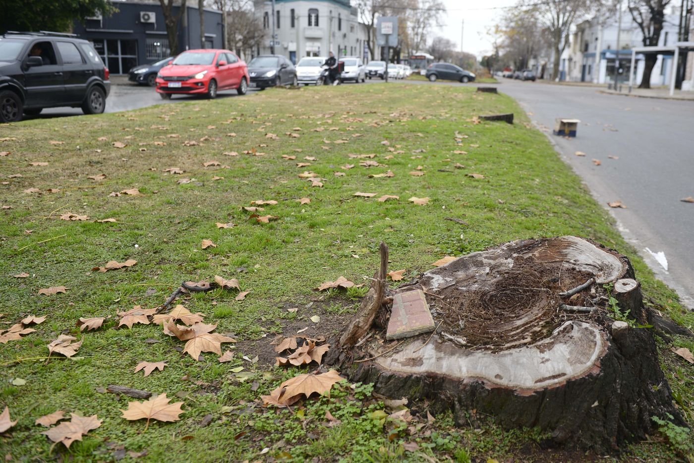 Diagonal 74 obras arbolado