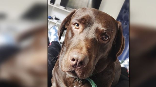 sigue la busqueda de coco en la plata y su familia ofrece una recompensa de $30.000