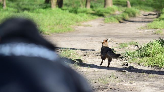 liberaron a dos zorras grises que fueron rehabilitadas en el bioparque de la plata