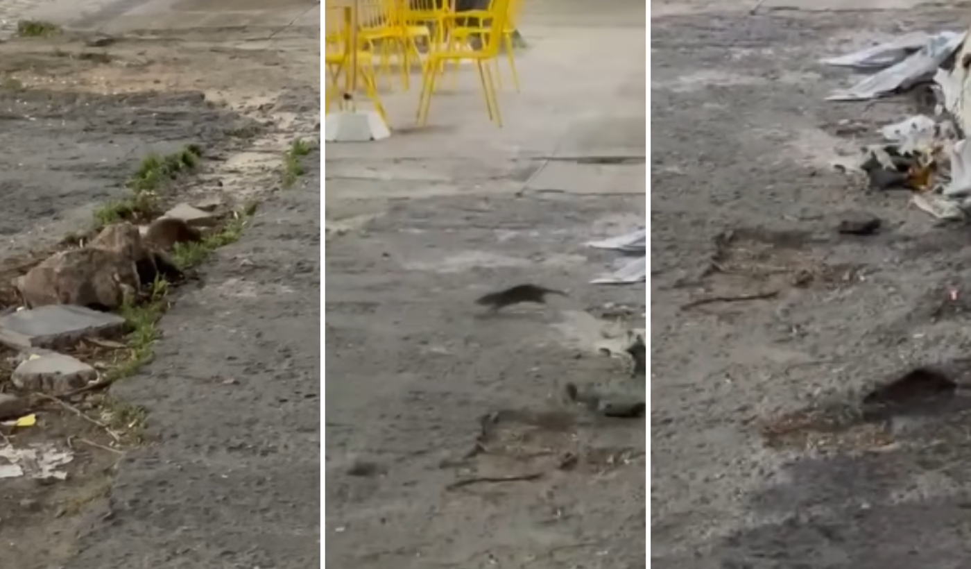 nido de ratas portada