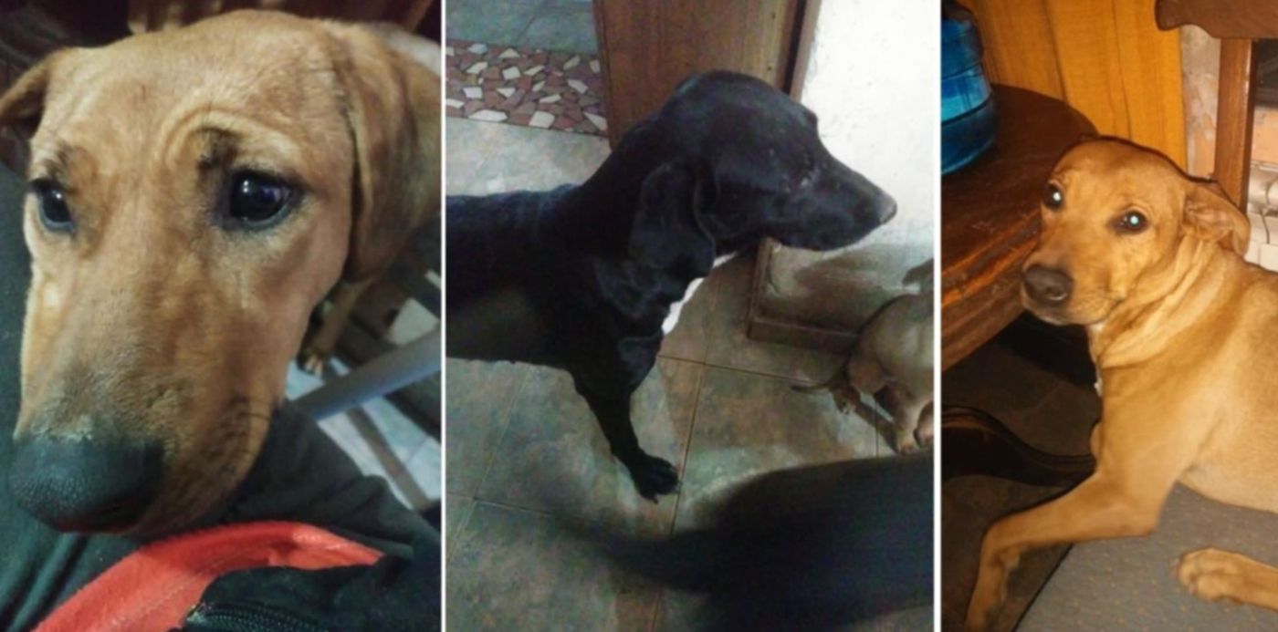 Mascotas de Alejandra Speranza