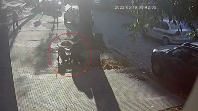 video: un dogo ataco al perrito de una jubilada en la plata y casi lo mata