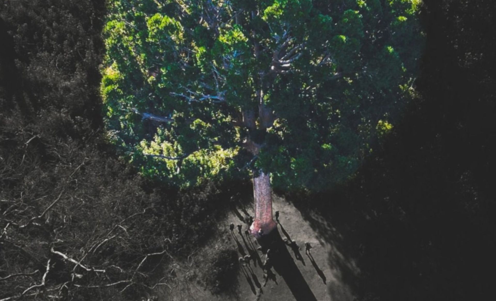 1628980460451.jpg?x=10&y=2&width=1468&height=734&rotate=0&scaleX=1&scaleY=1&ow=1500&oh=742&&cw=1920&ch=950