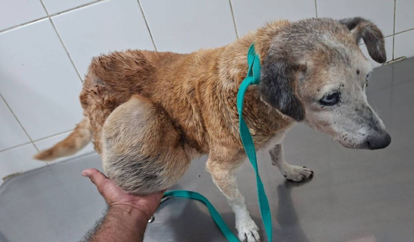 Portada perro maltrato animal