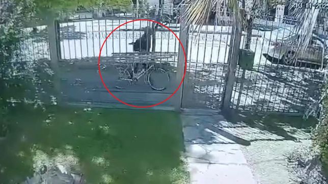 asi quedo filmado el presunto asesino de la psiquiatra de city bell