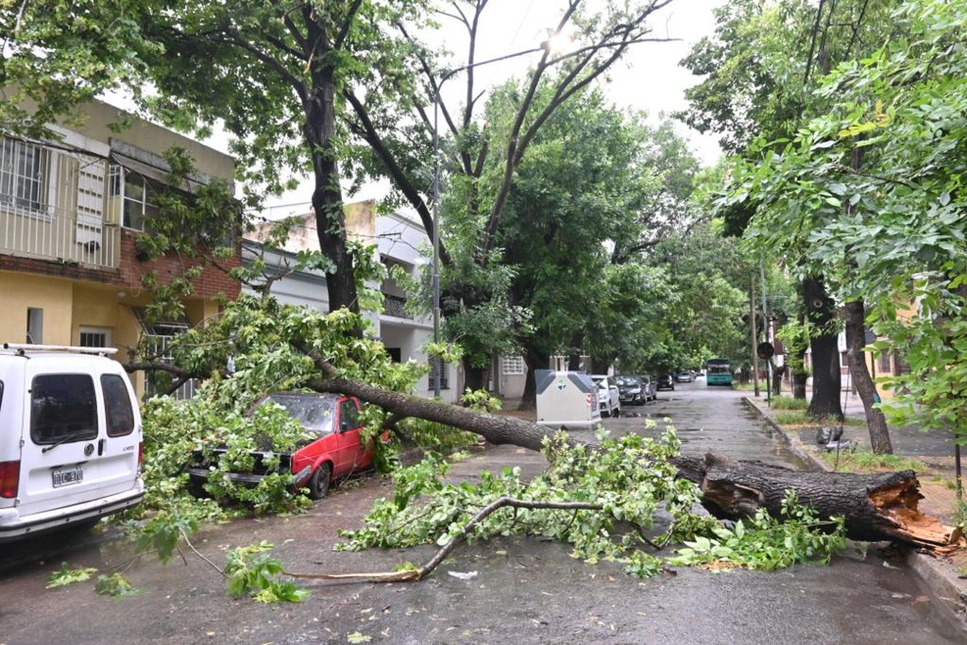 Las ráfagas de más de 100 km/h azotaron a la región y provocaron la caída de más de 800 árboles en La Plata.