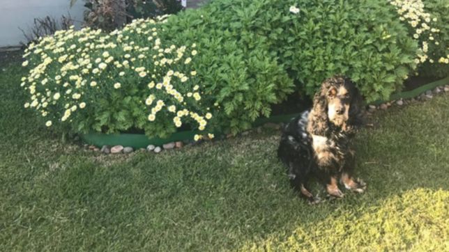 busca desesperadamente a su mascota y ofrece 15 mil pesos como recompensa