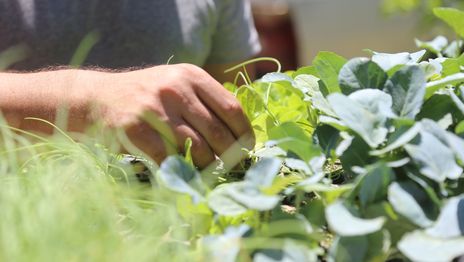Lanzan talleres gratuitos en el Parque Ecológico sobre plantas silvestres que se pueden comer Lanzan talleres gratuitos en el Parque Ecológico sobre plantas silvestres que se pueden comer
