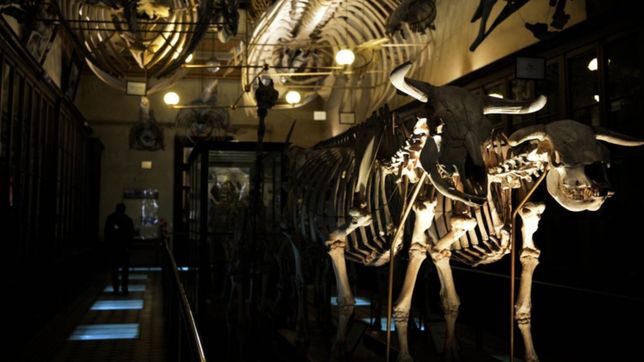 el museo de la plata no frena por la pandemia e invita a los chicos a jugar desde casa
