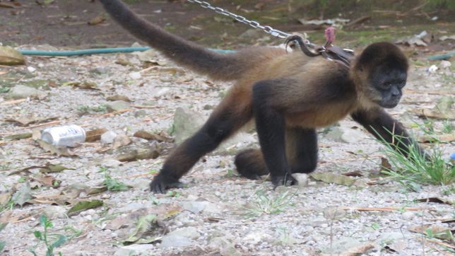 rescatan cientos de animales en cautiverio en san carlos