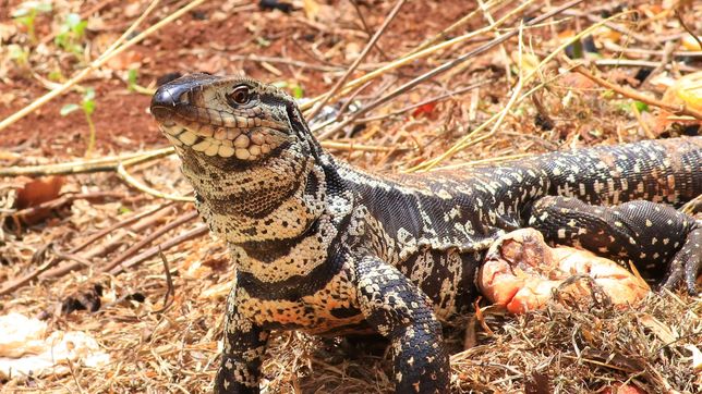 todo lo que hay que saber ante la presencia de lagartos overos en zonas urbanas de la plata