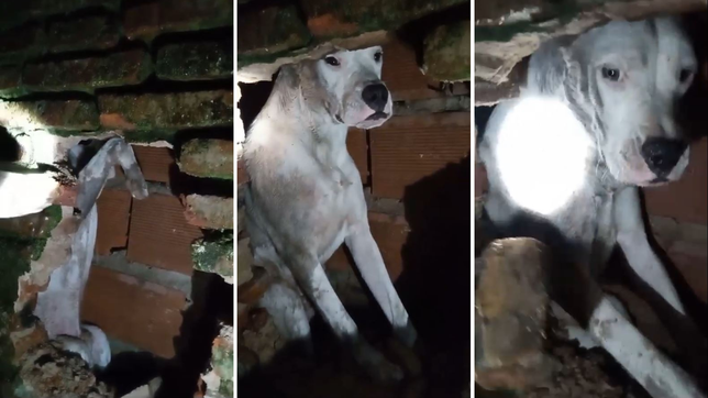 rescataron a un perro que quedo atrapado entre dos medianeras asustado por la pirotecnia en berisso