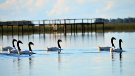 preocupacion por la aparicion de un caso de gripe aviar en una conocida laguna bonaerense preocupacion por la aparicion de un caso de gripe aviar en una conocida laguna bonaerense