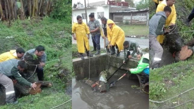 video: boicotearon con dos troncos gigantes los desagües en altos de san lorenzo