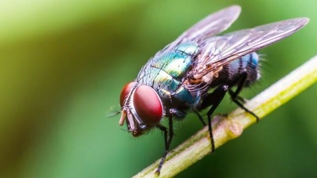 anteojos negros, insecticidas y disfraces: los invadieron las moscas y haran un festival
