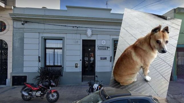 dolor: murio orejas, el perro que vivio mas de 15 anos en una comisaria de ensenada