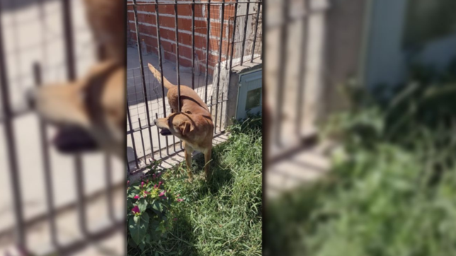 video: un perro quedo atrapado en una reja y lo rescataron bomberos de la plata