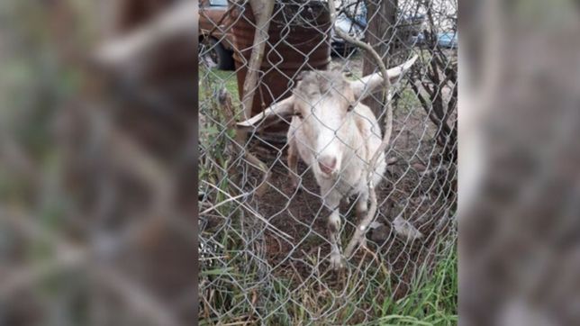 con una cuerda y expuesto al sol: un vecino de los hornos ato a un chivo y lo denunciaron