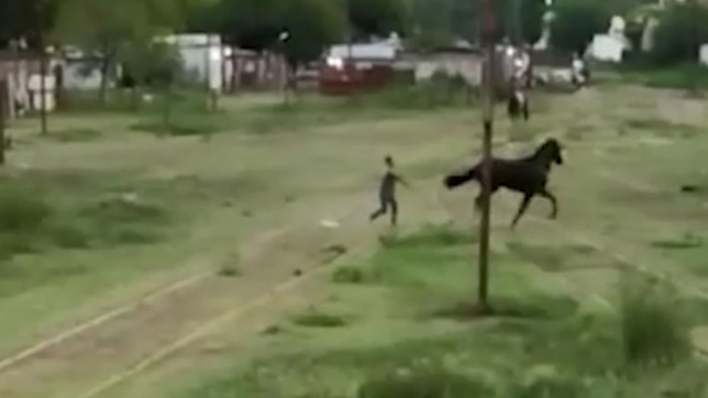 video: denuncian salvajes maltratos a caballos con piedras y picanas en la plata