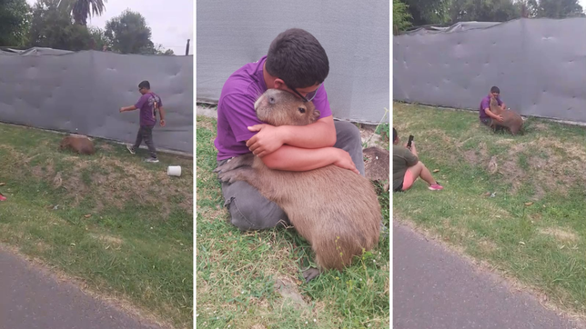 aparecio el carpincho perdido en punta lara y tuvo un emotivo reencuentro con el nene que lo buscaba