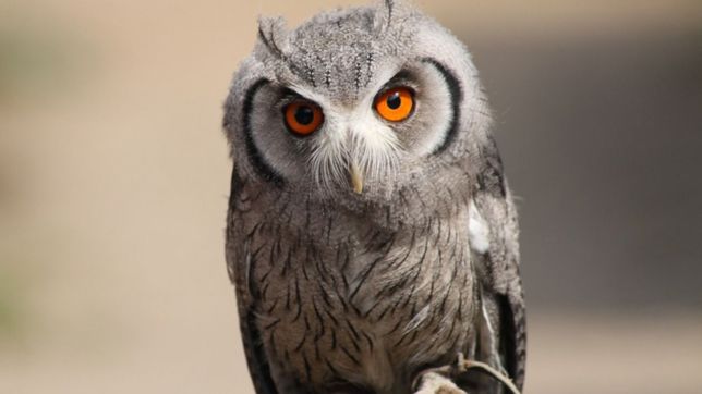 fin del misterio: ¿que significa el buho de la ?marca destino? que representa a la plata?