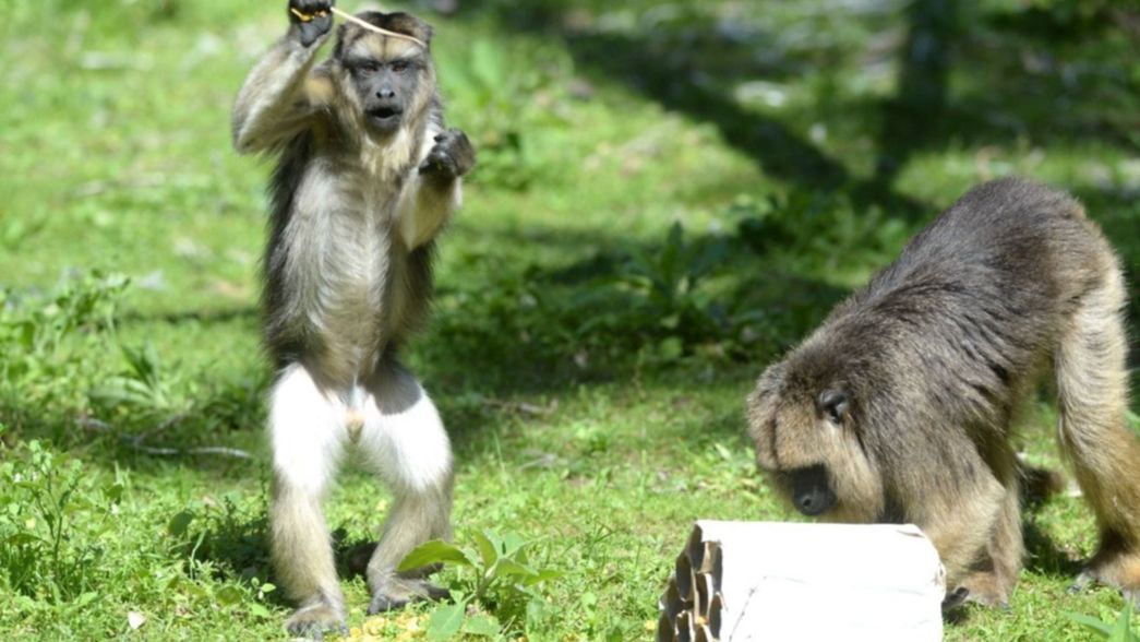 Juegos, cajas y cereales en una nueva jornada de enriquecimiento animal en el Bioparque