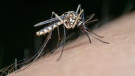 se registraron 134 mil casos y 68 muertos por dengue en todo el ano se registraron 134 mil casos y 68 muertos por dengue en todo el ano