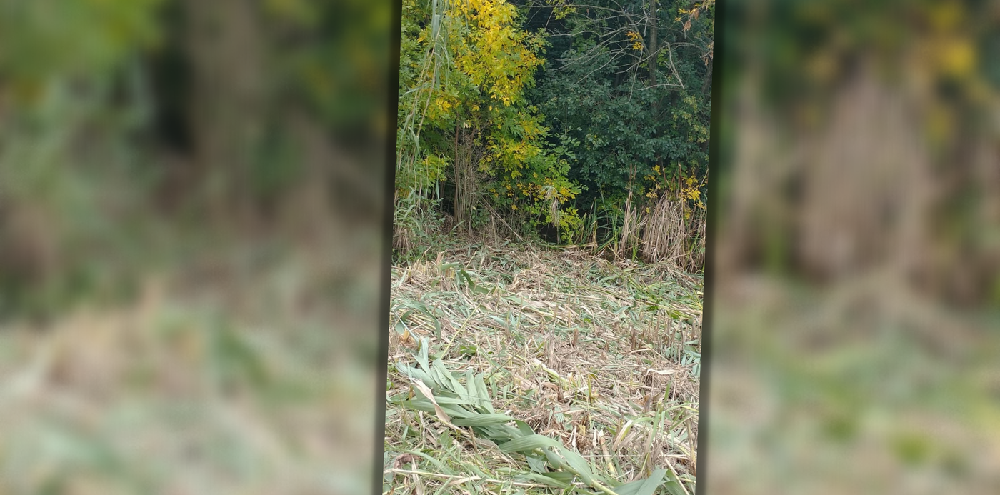 Diseño 1920 difuminado.png