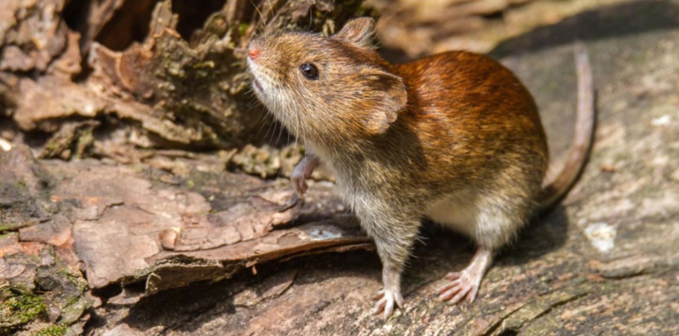 1547791823746.jpg?x=3&y=140&width=1494&height=746&rotate=0&scaleX=1&scaleY=1&ow=1500&oh=999&&cw=1920&ch=950