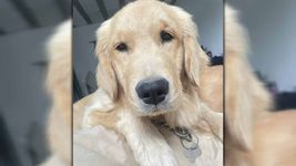 la historia de busqueda y reencuentro de una familia con su perra perdida en la plata la historia de busqueda y reencuentro de una familia con su perra perdida en la plata