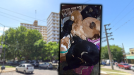denuncia y conflicto vecinal en la plata por una familia que tiene nueve perros en su departamento denuncia y conflicto vecinal en la plata por una familia que tiene nueve perros en su departamento