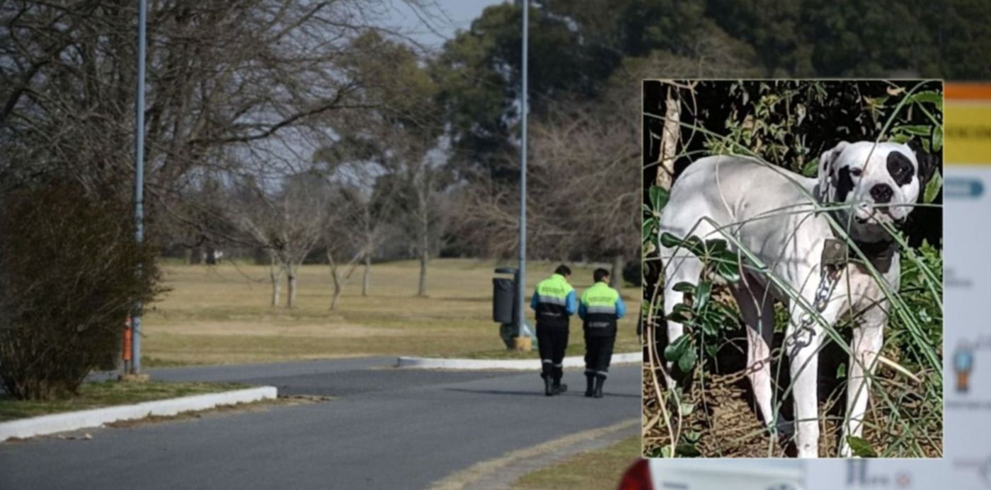 Perro abandonado en el Parque Ecológico