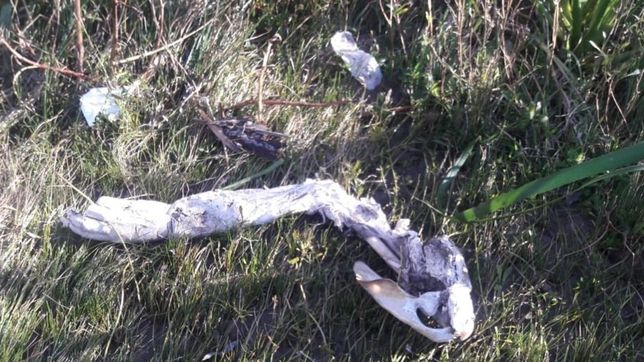 berisso: encontraron un brazo humano tirado en la costa de palo blanco