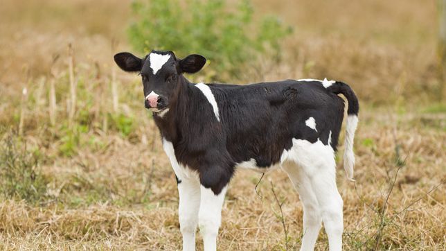 crece la polemica en la plata por el caso del peon rural condenado por criar un ternero perdido
