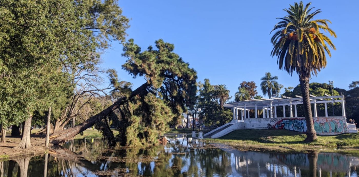 Pino del Parque Saavedra