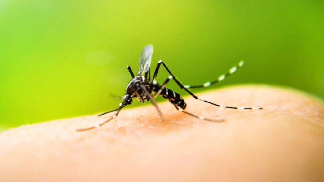 La Provincia advierte que está atravesando el pico máximo de dengue y chikungunya