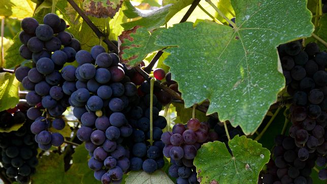 arranca la fiesta del vino de la costa en berisso y habra recorridas por los vinedos