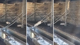 los vecinos denunciaron a una parrilla con un impactante video de ratas en el lugar los vecinos denunciaron a una parrilla con un impactante video de ratas en el lugar