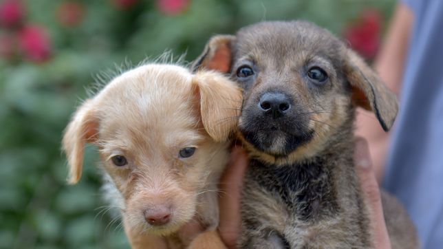 un hombre ahorco y mordio en el cuello a un cachorrito hasta matarlo