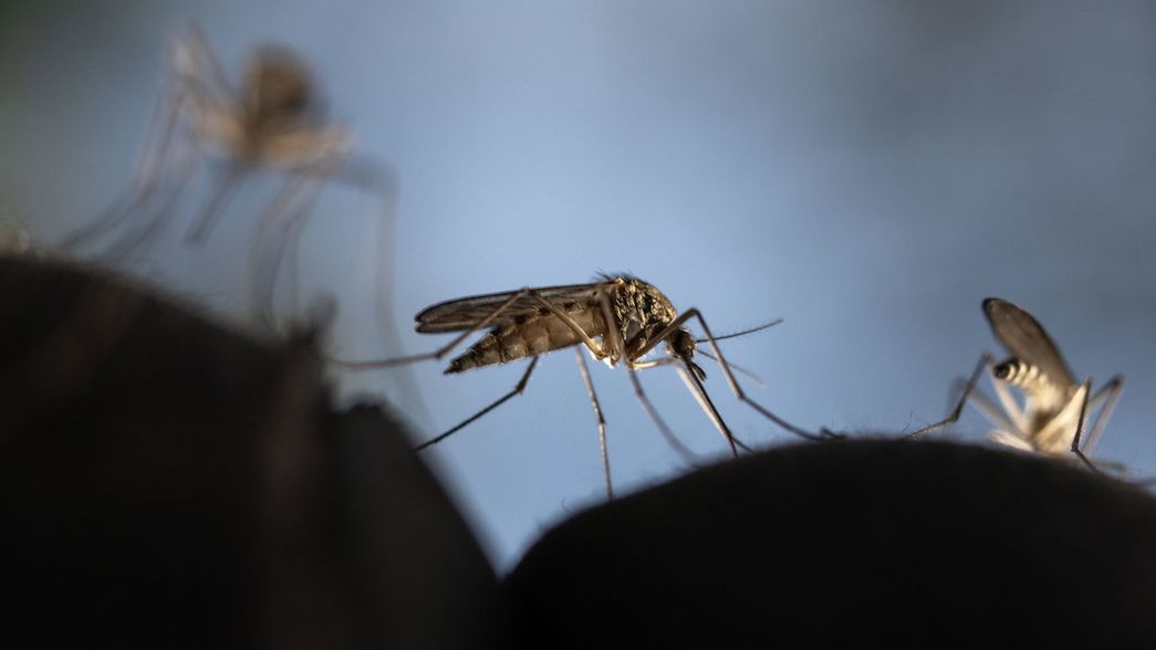 La Plata sigue sin fumigación y los mosquitos invadieron todos los barrios