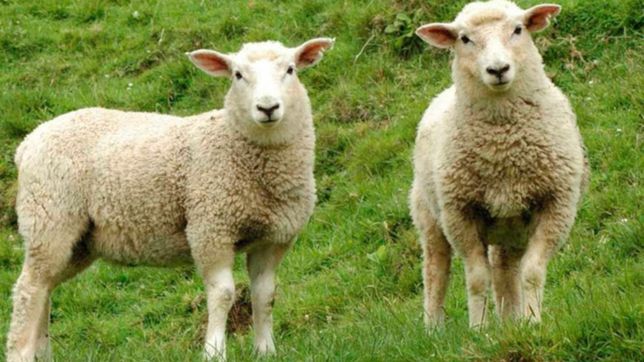 un joven robo dos ovejas, carneo una y termino preso en la plata