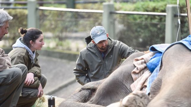 la palabra del especialista que llego a ver a pelusa: ?esta en la etapa final de su vida?