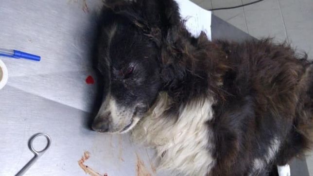 murio malevo, el perro baleado durante un robo en la plata