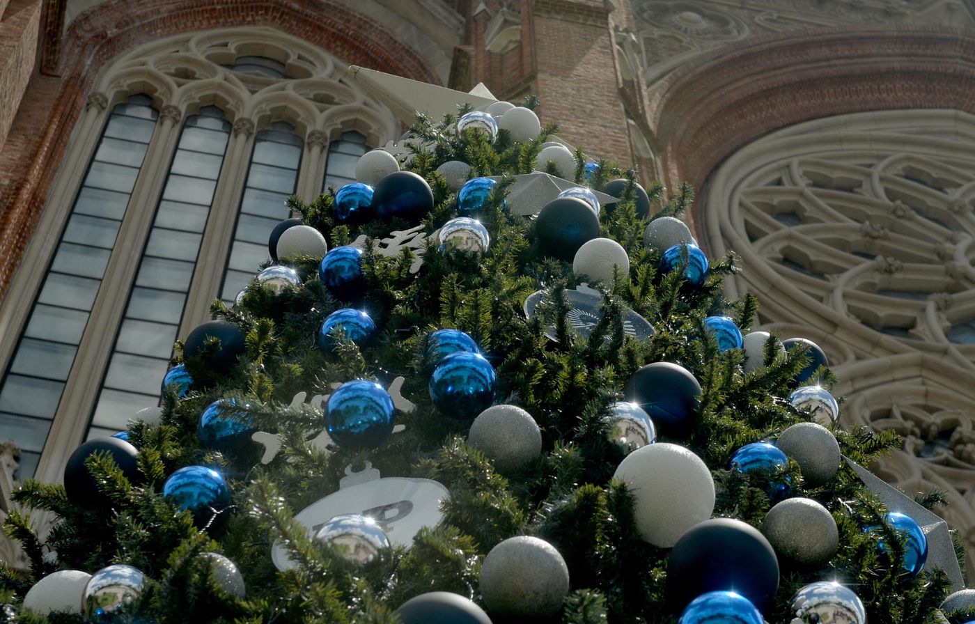 Árbol tripero Grupo Del Sud (5).jpg